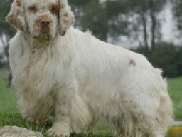 clumber_spaniel_20211130_1010742680